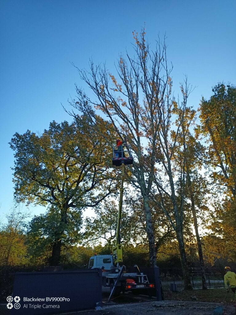 ARBRE JARDIN ENVIRONNEMENT Paysagiste Libourne Elagages Entretien Et Divers 22