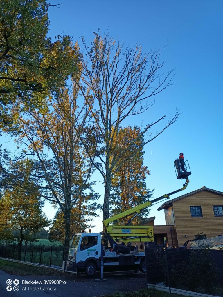 ARBRE JARDIN ENVIRONNEMENT Paysagiste Libourne Elagages Entretien Et Divers 48