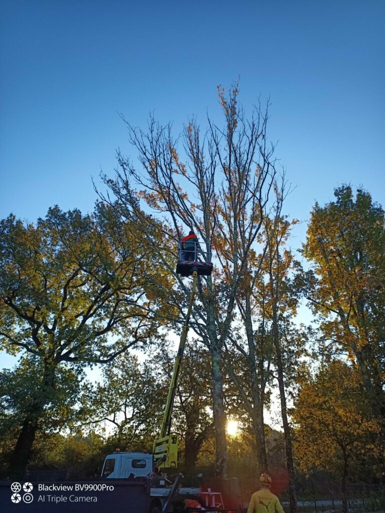 ARBRE JARDIN ENVIRONNEMENT Paysagiste Libourne Elagages Entretien Et Divers 49