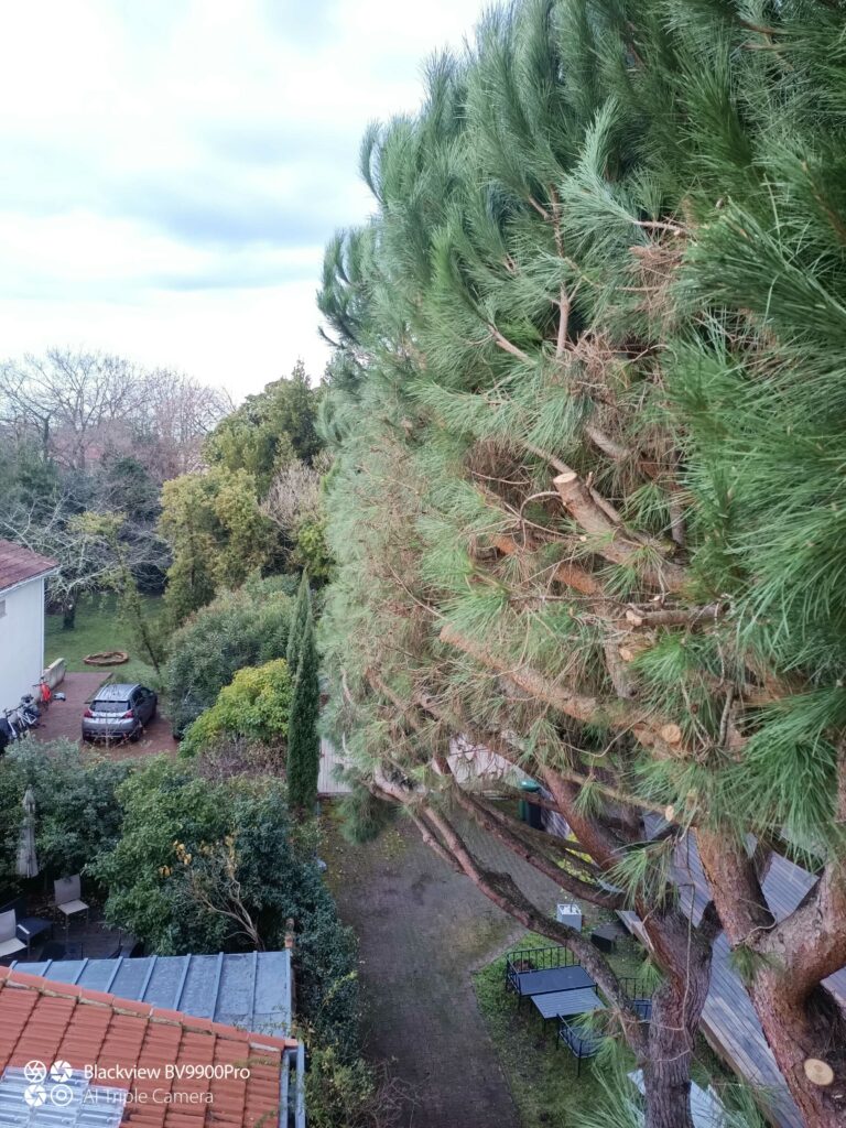 ARBRE JARDIN ENVIRONNEMENT Paysagiste Libourne Elagages Entretien Et Divers 52