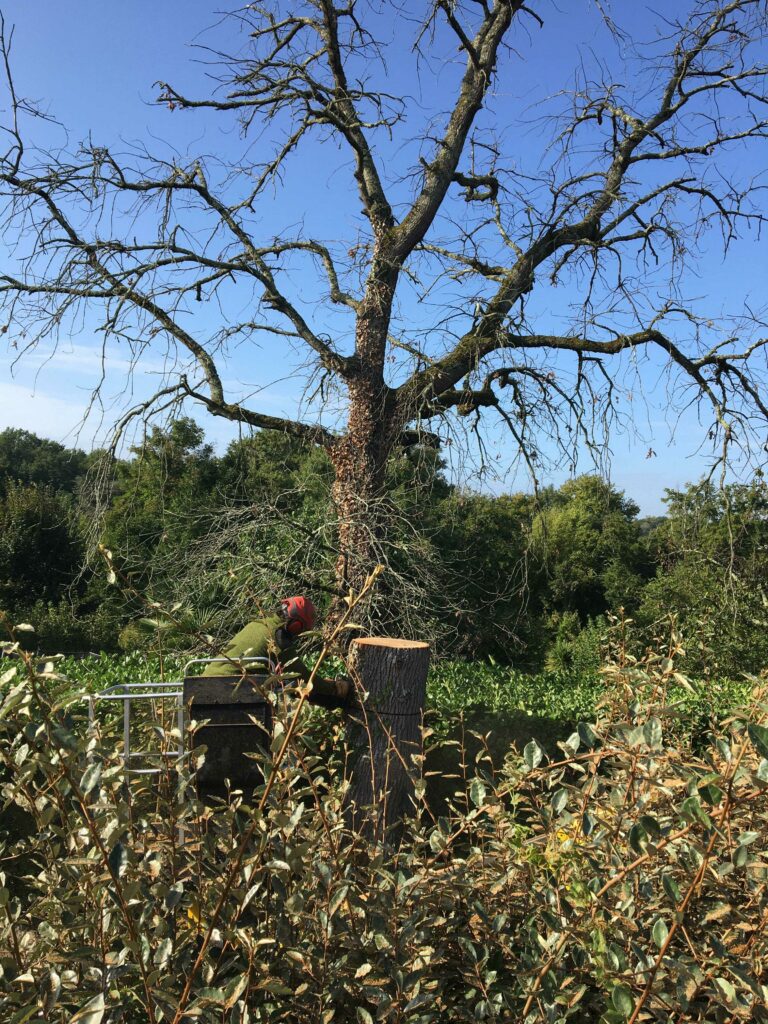 ARBRE JARDIN ENVIRONNEMENT Paysagiste Libourne Elagages Entretien Et Divers 62