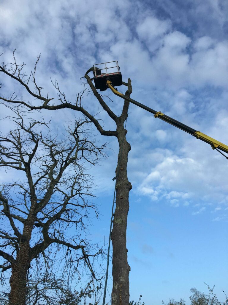 ARBRE JARDIN ENVIRONNEMENT Paysagiste Libourne Elagages Entretien Et Divers 63