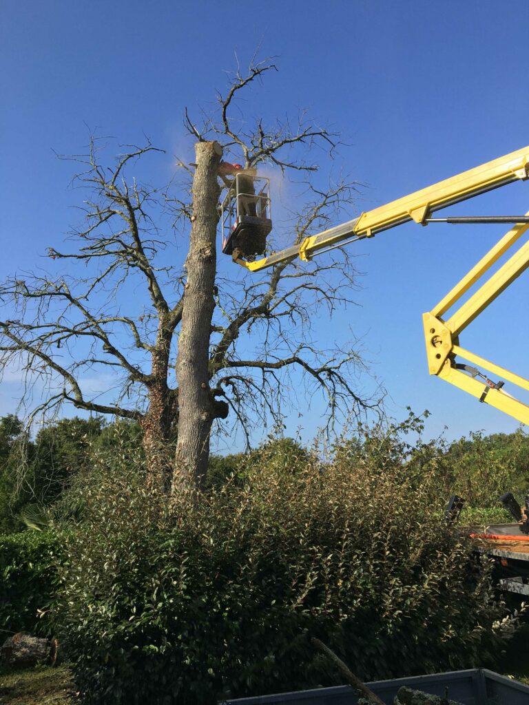 ARBRE JARDIN ENVIRONNEMENT Paysagiste Libourne Elagages Entretien Et Divers 65