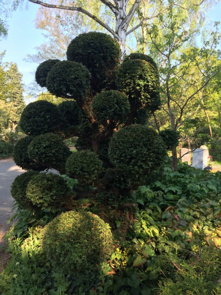 ARBRE JARDIN ENVIRONNEMENT Paysagiste Libourne Elagages Entretien Et Divers 73