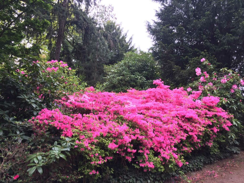 ARBRE JARDIN ENVIRONNEMENT Paysagiste Libourne Elagages Entretien Et Divers 76