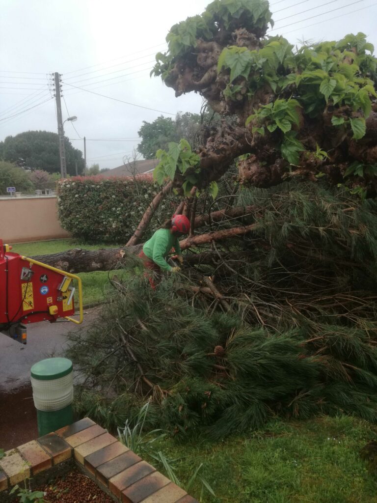 ARBRE JARDIN ENVIRONNEMENT Paysagiste Libourne Elagages Entretien Et Divers 79