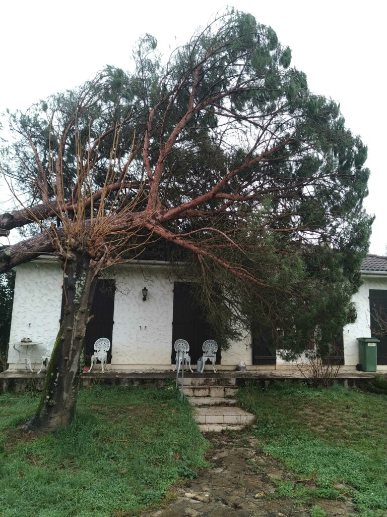 ARBRE JARDIN ENVIRONNEMENT Paysagiste Libourne Elagages Entretien Et Divers 81