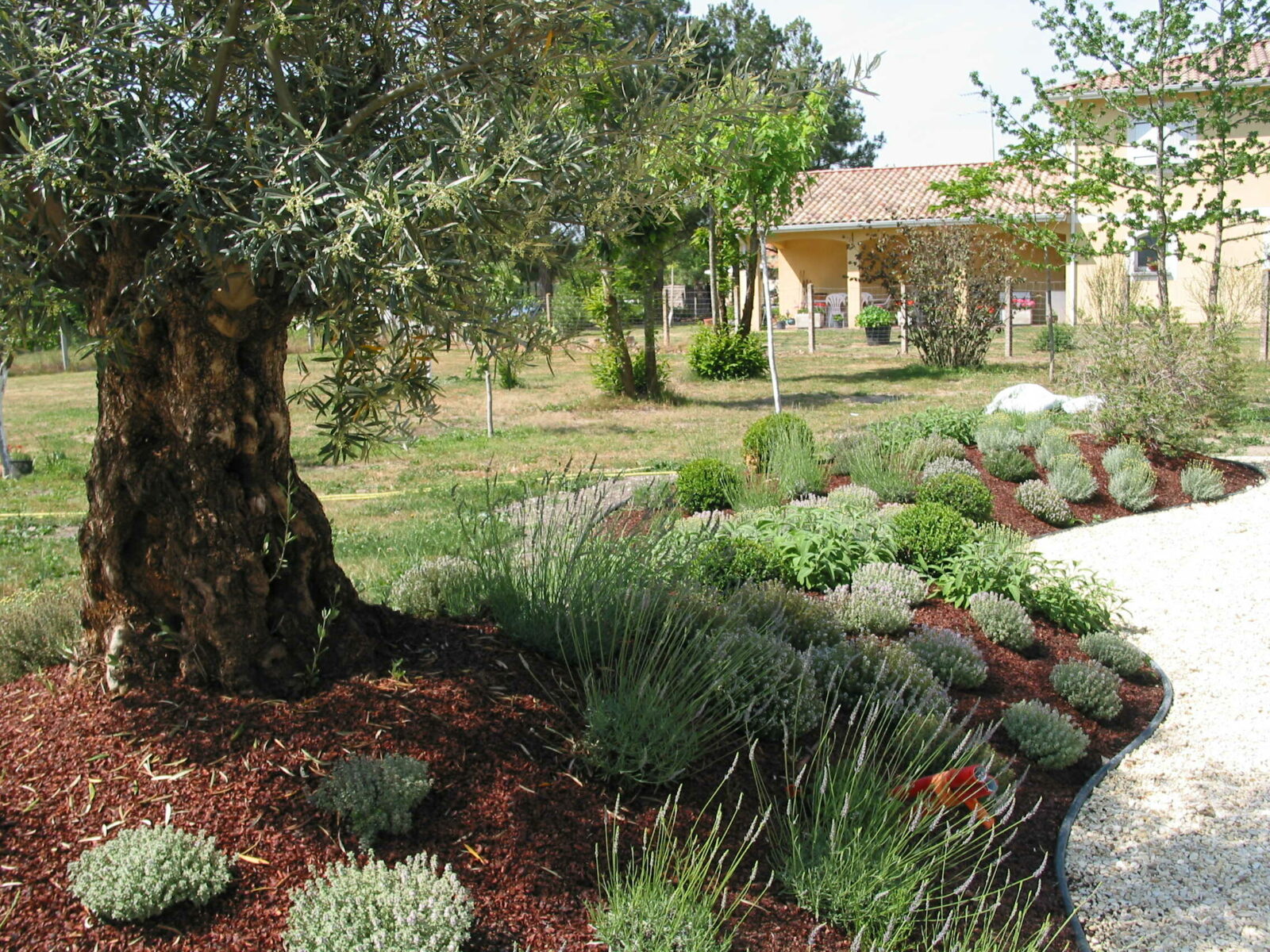 ARBRE JARDIN ENVIRONNEMENT Paysagiste Libourne Massifs Vegetalises 7