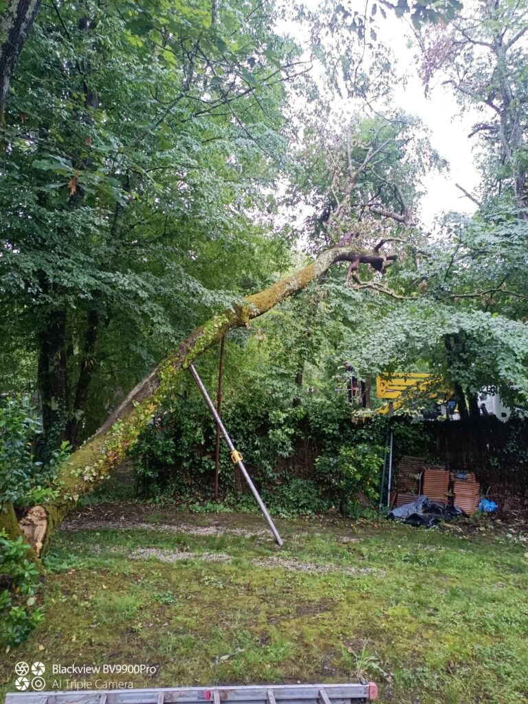 ARBRE JARDIN ENVIRONNEMENT Paysagiste Libourne Img 16