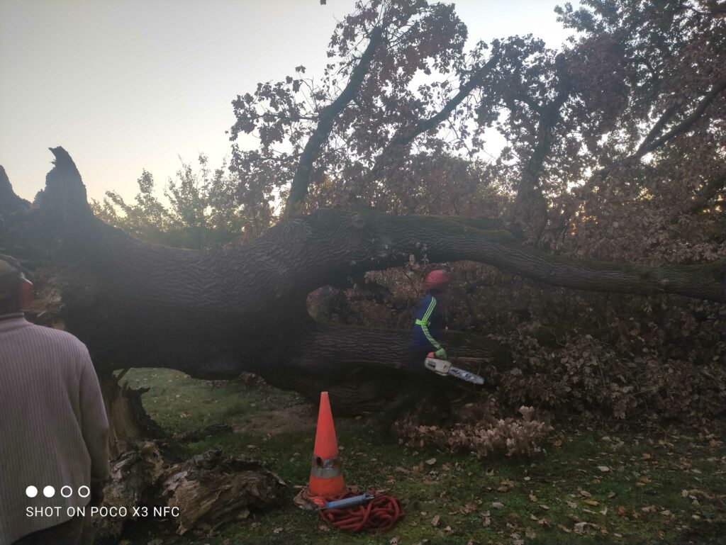 ARBRE JARDIN ENVIRONNEMENT Paysagiste Libourne Img 30