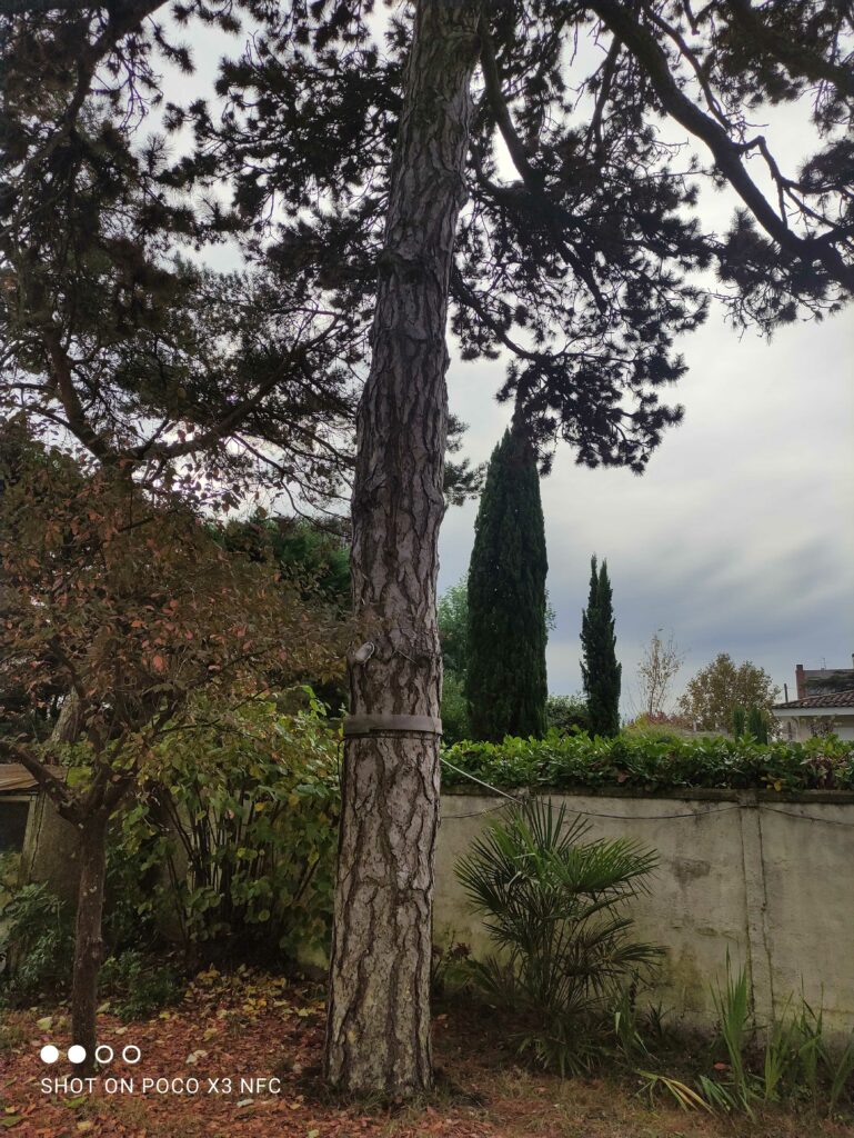 ARBRE JARDIN ENVIRONNEMENT Paysagiste Libourne Img 32