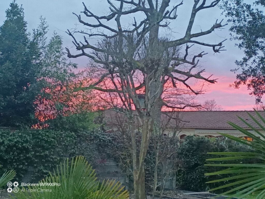 ARBRE JARDIN ENVIRONNEMENT Paysagiste Libourne Img 6