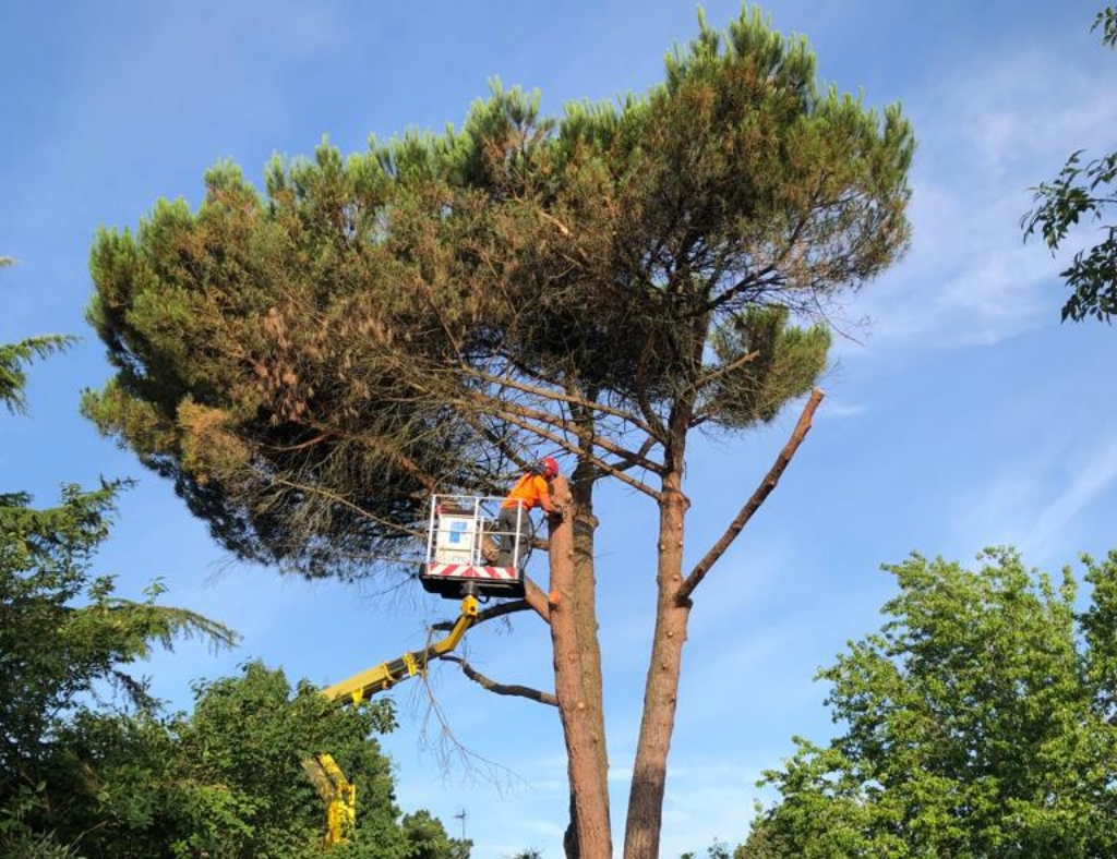 Arbre Jardin Environnement Paysagiste Libourne DEMONTAGE PIN PARASOL SUR BOULIAC 1