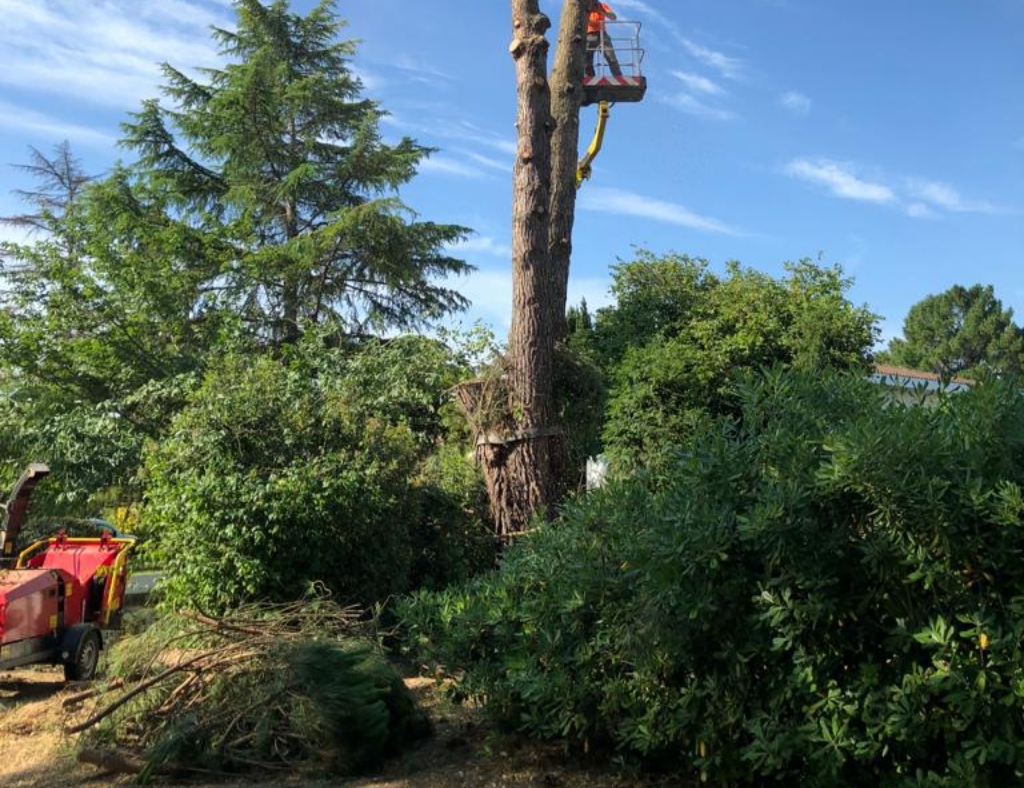 Arbre Jardin Environnement Paysagiste Libourne DEMONTAGE PIN PARASOL SUR BOULIAC 3