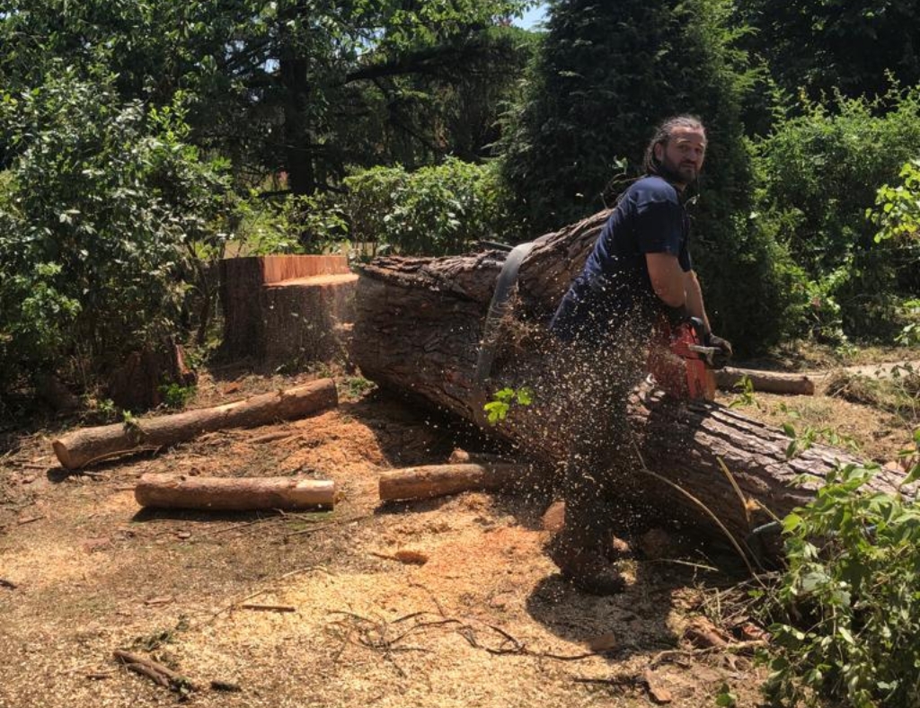 Arbre Jardin Environnement Paysagiste Libourne DEMONTAGE PIN PARASOL SUR BOULIAC 4