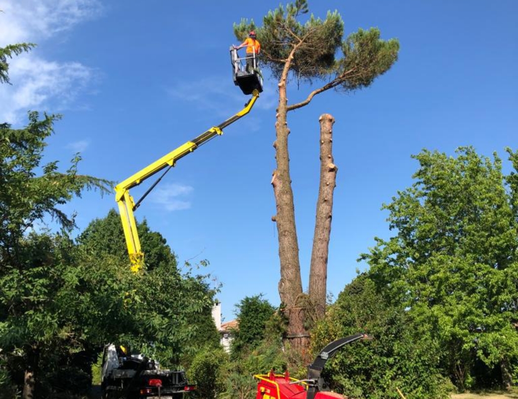 Arbre Jardin Environnement Paysagiste Libourne DEMONTAGE PIN PARASOL SUR BOULIAC