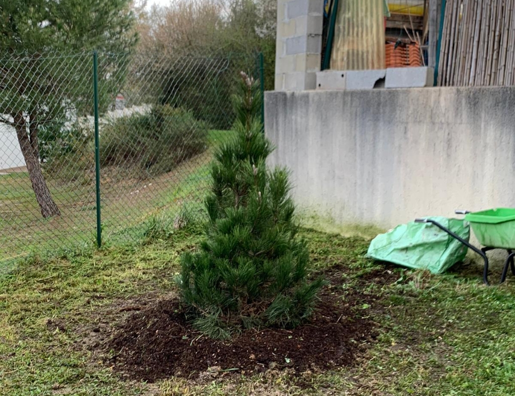 Arbre Jardin Environnement Paysagiste Libourne PLANTATION DANS UN JARDIN PRIVE A LIBOURNE 1