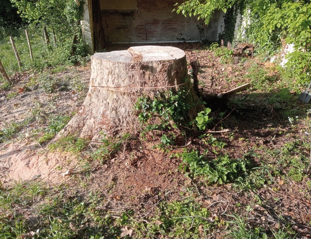 Arbre Jardin Environnement Paysagiste Libourne TRAVAUX DE ROGNAGE DE SOUCHES SUR LE SECTEUR DE LIBOURNE 6