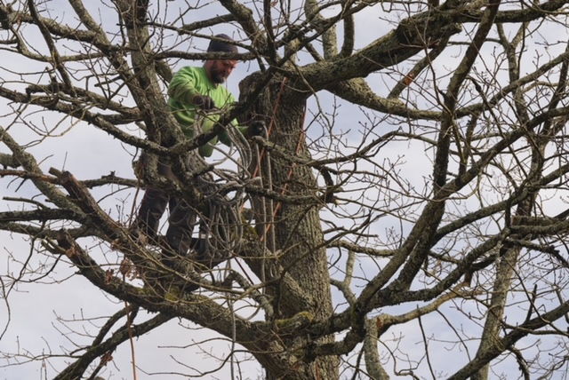 Arbre Jardin Environnement Paysagiste Libourne Realisations 1