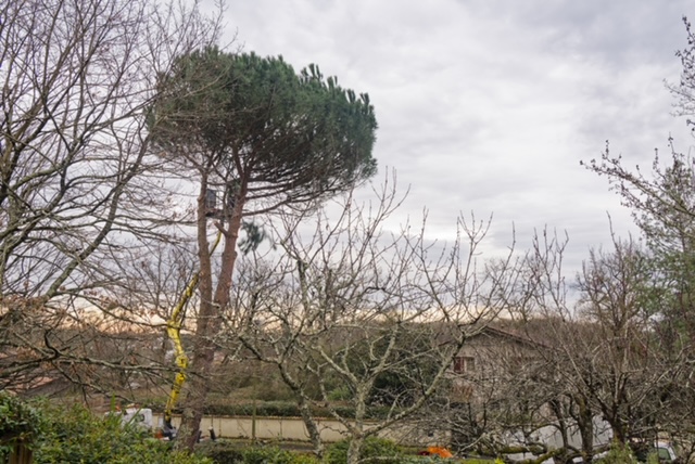 Arbre Jardin Environnement Paysagiste Libourne Realisations 13