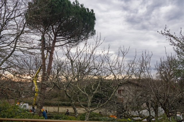 Arbre Jardin Environnement Paysagiste Libourne Realisations 14