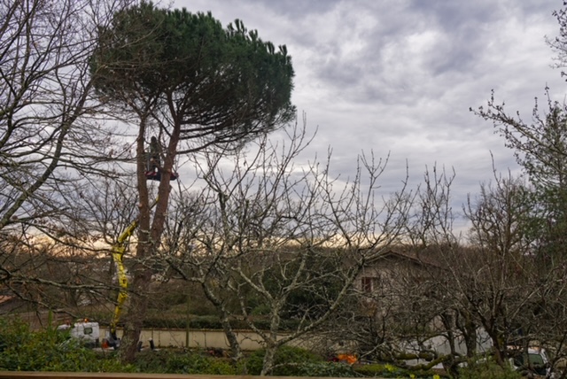 Arbre Jardin Environnement Paysagiste Libourne Realisations 15