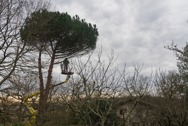 Arbre Jardin Environnement Paysagiste Libourne Realisations 16