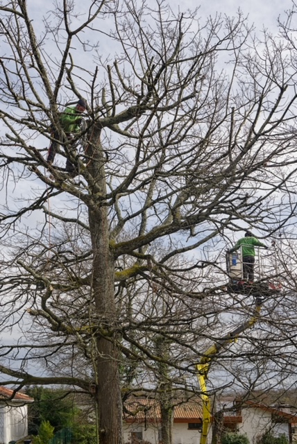 Arbre Jardin Environnement Paysagiste Libourne Realisations 2