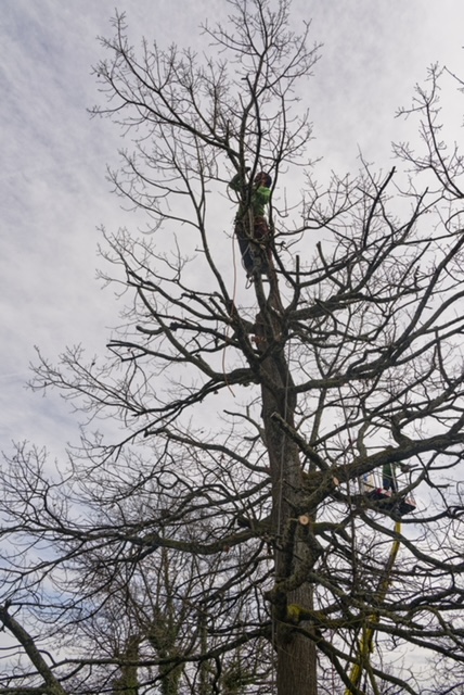 Arbre Jardin Environnement Paysagiste Libourne Realisations 22