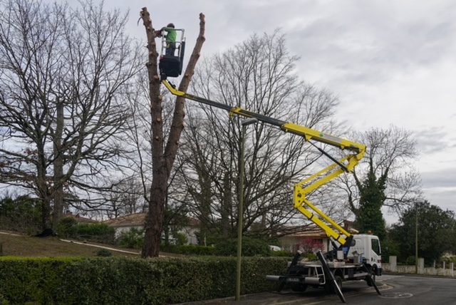 Arbre Jardin Environnement Paysagiste Libourne Realisations 23