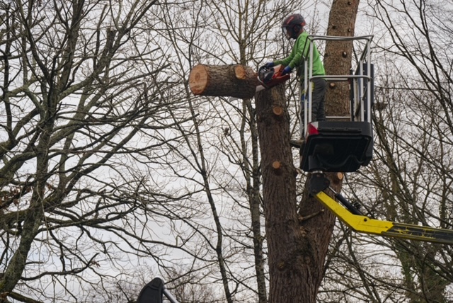 Arbre Jardin Environnement Paysagiste Libourne Realisations 24