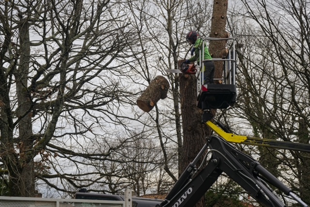 Arbre Jardin Environnement Paysagiste Libourne Realisations 26