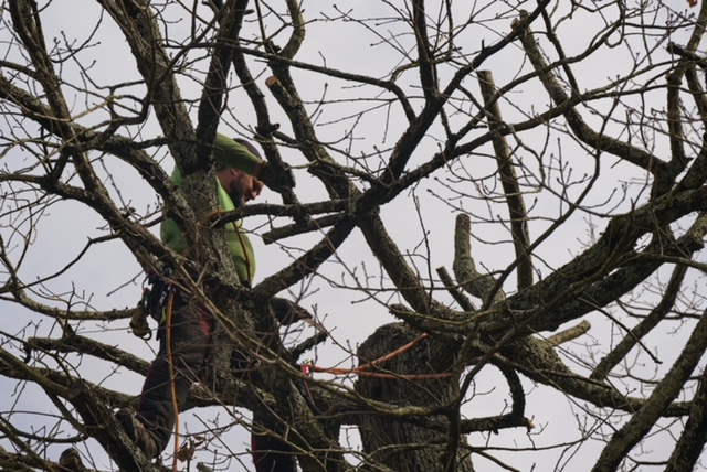 Arbre Jardin Environnement Paysagiste Libourne Realisations 29