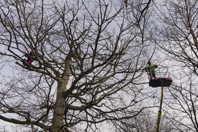 Arbre Jardin Environnement Paysagiste Libourne Realisations 30