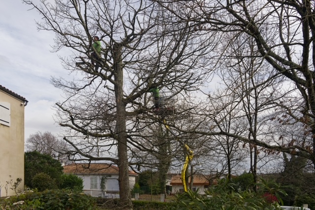 Arbre Jardin Environnement Paysagiste Libourne Realisations 32