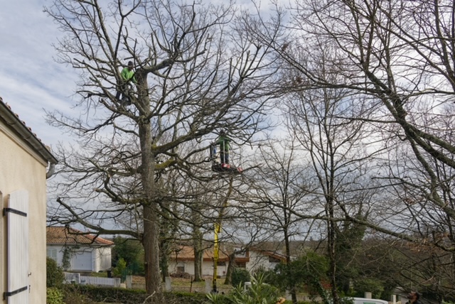 Arbre Jardin Environnement Paysagiste Libourne Realisations 33