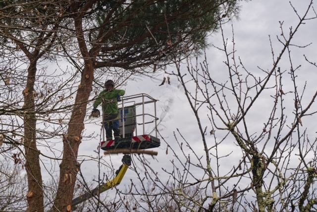 Arbre Jardin Environnement Paysagiste Libourne Realisations 4