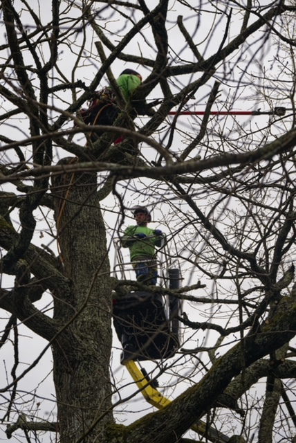 Arbre Jardin Environnement Paysagiste Libourne Realisations 5