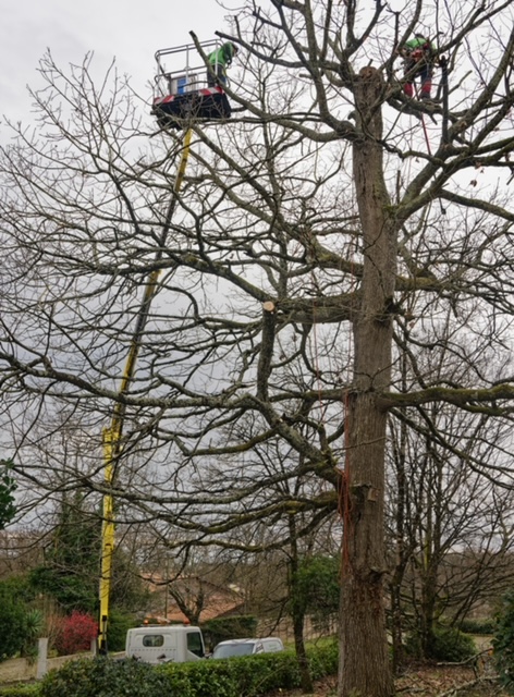 Arbre Jardin Environnement Paysagiste Libourne Realisations 8