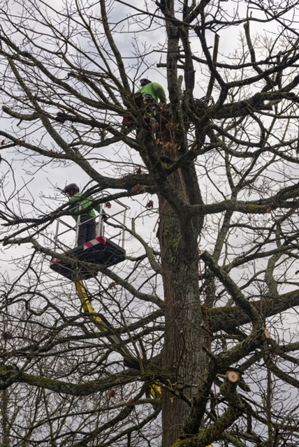 Arbre Jardin Environnement Paysagiste Libourne Realisations 9