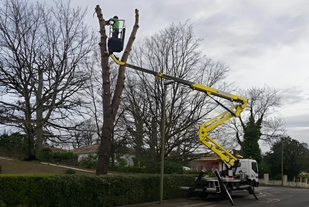 Arbre Jardin Environnement Paysagiste A Libourne 5 1