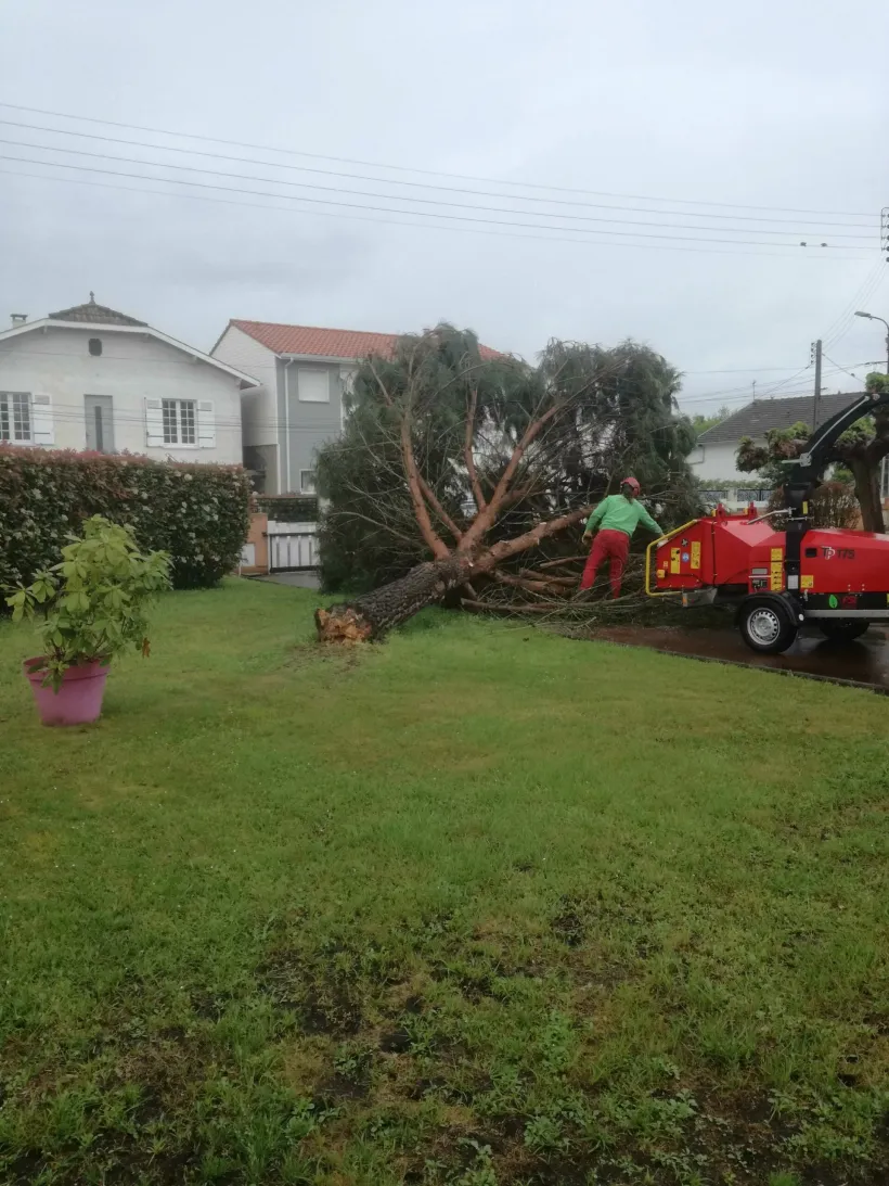 Arbre Jardin Environnement Paysagiste A Libourne ARBRE JARDIN ENVIRONNEMENT Paysagiste Libourne Elagages Entretien Et Divers 80 Scaled 1