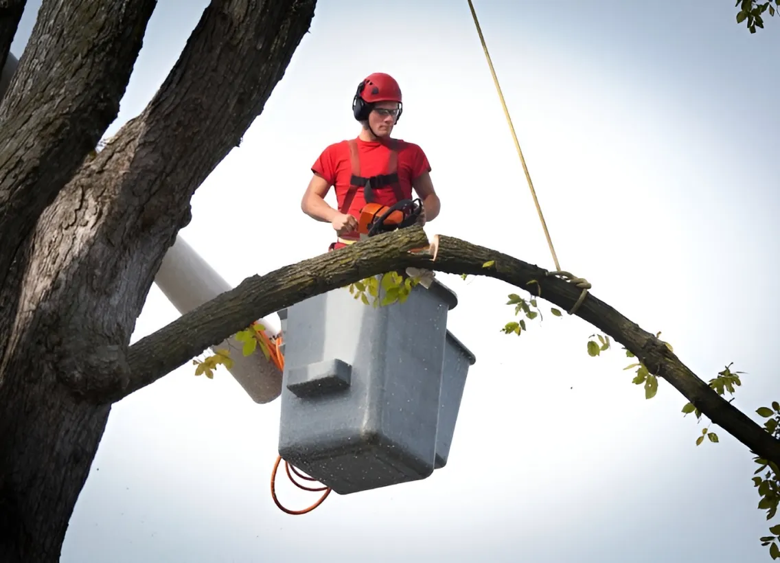 Arbre Jardin Environnement Paysagiste A Libourne Faites Appel A Nos Prestations Pour Lelagage De Vos Arbres 1