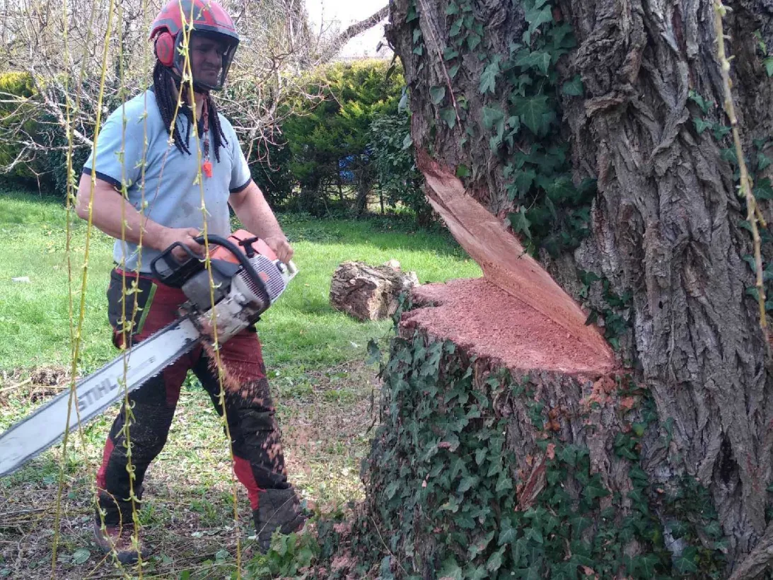 Arbre Jardin Environnement Paysagiste A Libourne Faites Appel A Nos Prestations Pour Lelagage De Vos Arbres 2