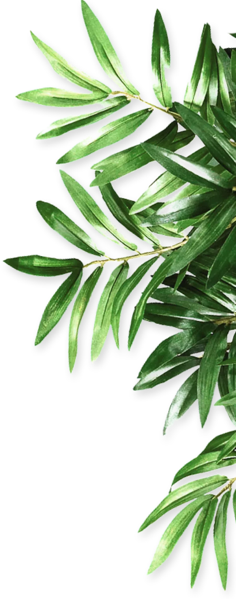 Arbre Jardin Environnement Paysagiste A Libourne Pngwing.com 2023 01 31T112549.447