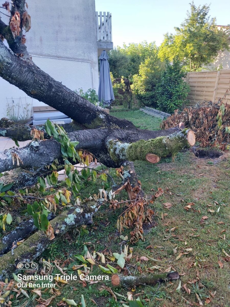 Arbre Jardin Environnement Paysagiste A Libourne IMG 20250628 WA0002