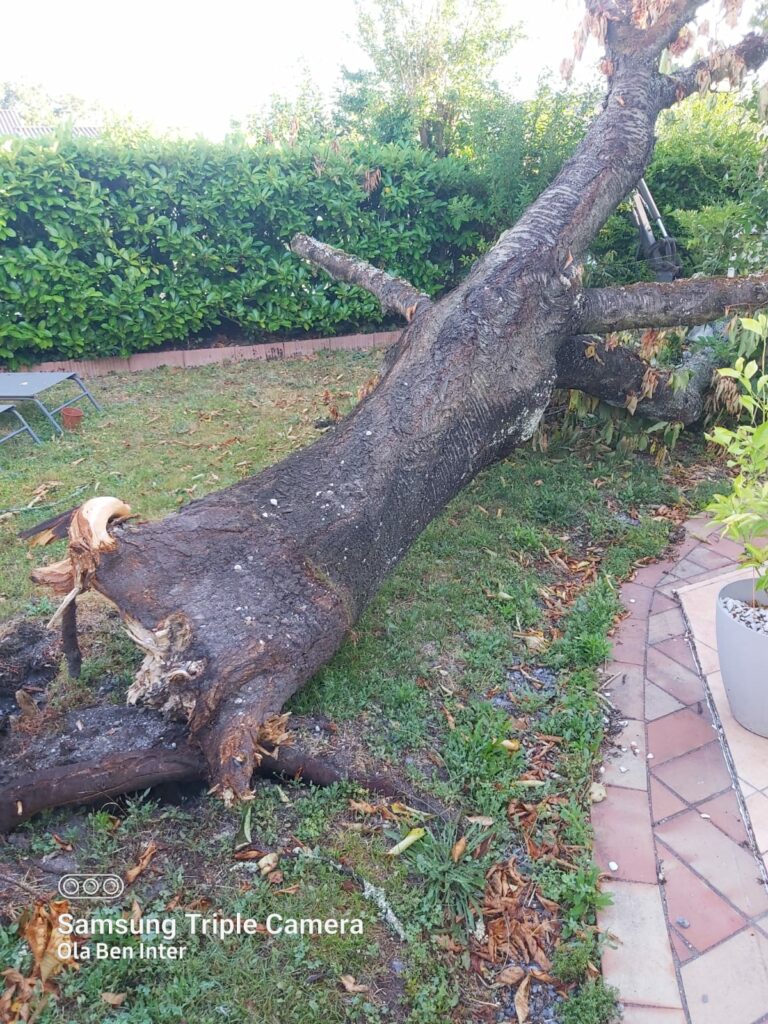 Arbre Jardin Environnement Paysagiste A Libourne IMG 20250628 WA0003