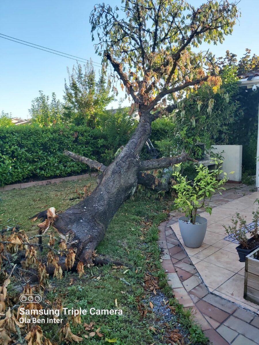 Arbre Jardin Environnement Paysagiste A Libourne IMG 20250628 WA0004