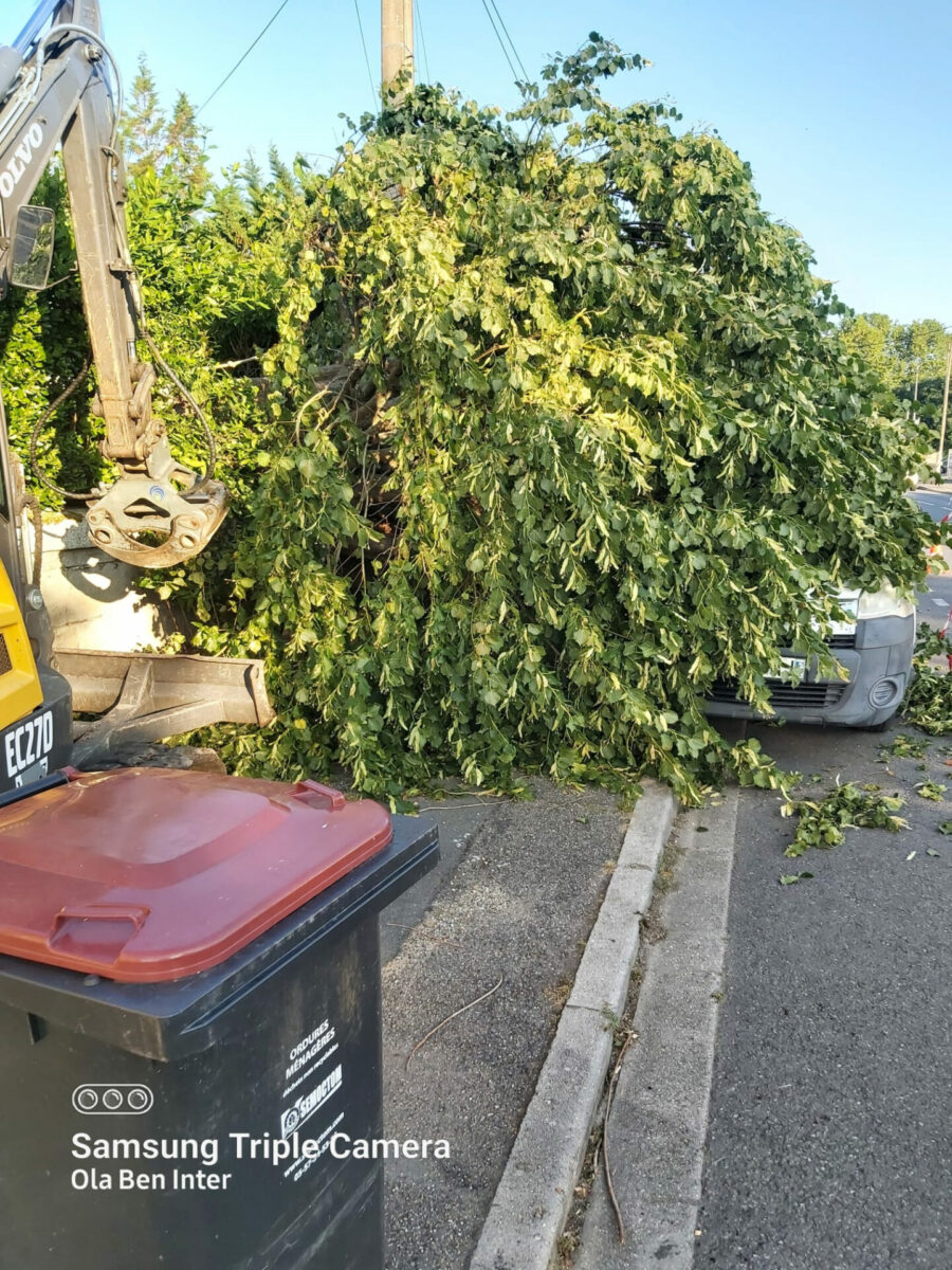 Arbre Jardin Environnement Paysagiste A Libourne WhatsApp Image 2025 07 07 A 19.09.31 B9f943e8 1