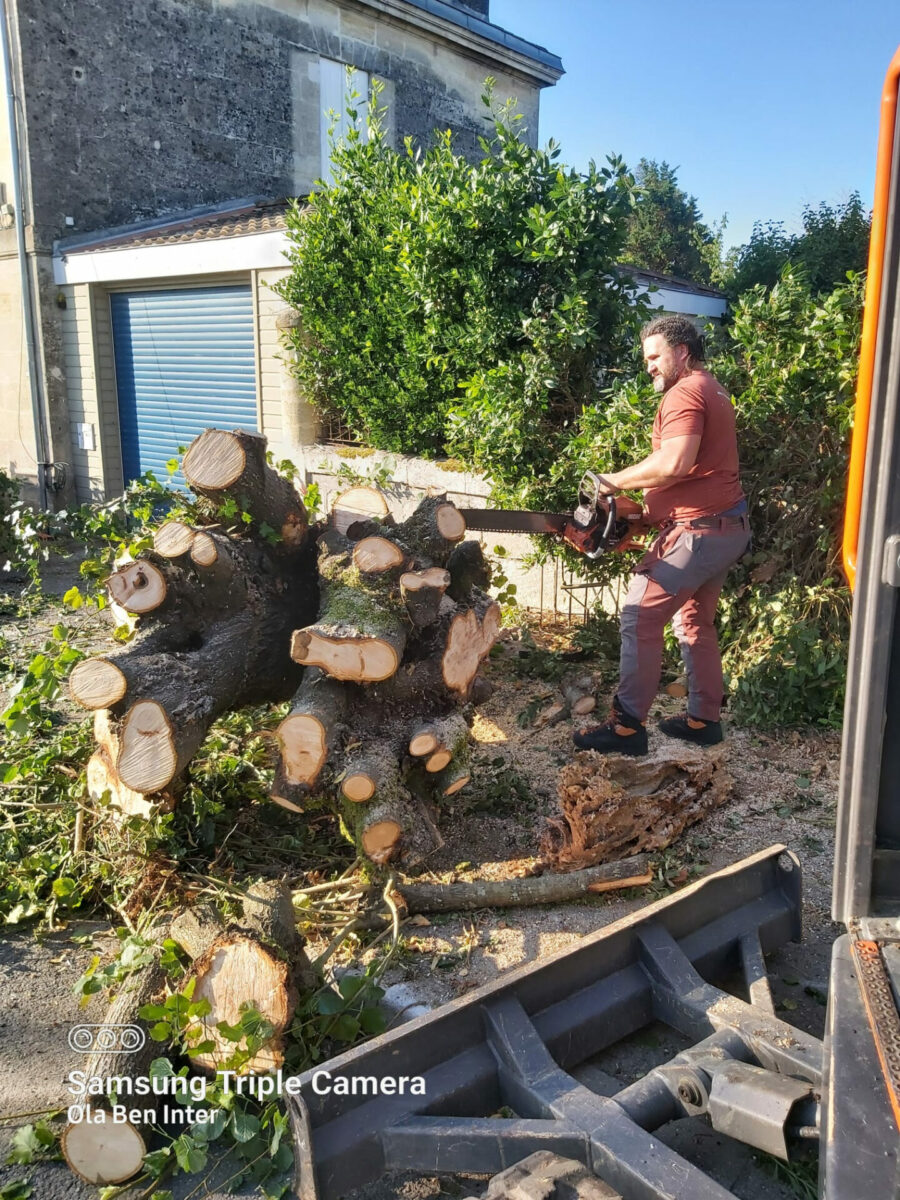 Arbre Jardin Environnement Paysagiste A Libourne WhatsApp Image 2025 07 07 A 19.13.56 A5a5f3ec 1
